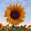 sunflower0990